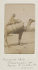 Chameau avec sa charge d' arachides en 1885 photo Bonneville (Source:Gallica - BNF)