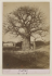 Baobab à Dakar en 1885 photo Bonneville (Source:Gallica - BNF)